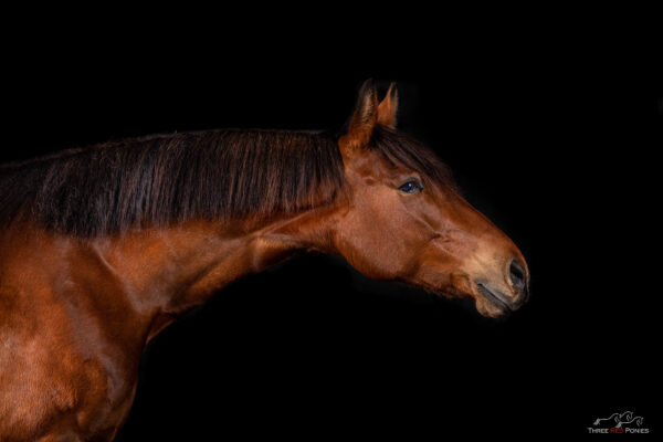 Black background Studio photo of horse - horse photographer
