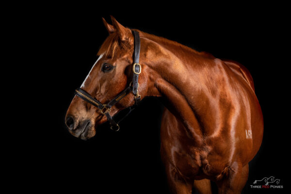 Studio black background photo of horse - horse photographer