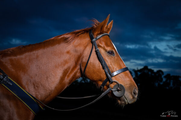 Outdoor Studio Photo of Horse - equestrian studio photography