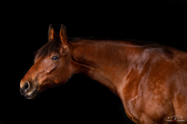 Studio Photo of Horse - equestrian photography