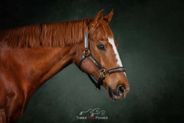 Studio Photography Equestrian - horse photographer