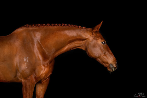 Studio Horse Photography - equestrian studio photography