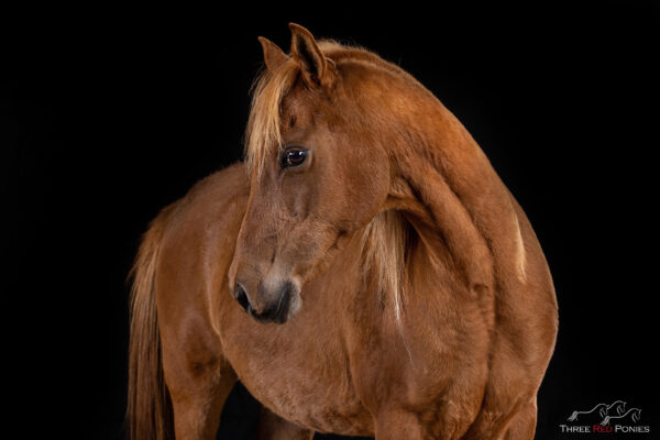 Studio Photo of Horse - equestrian studio photography
