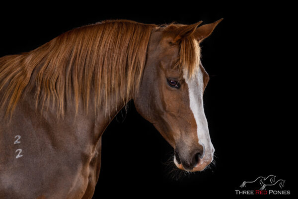 Studio Photograph of horse - equestrian photographer