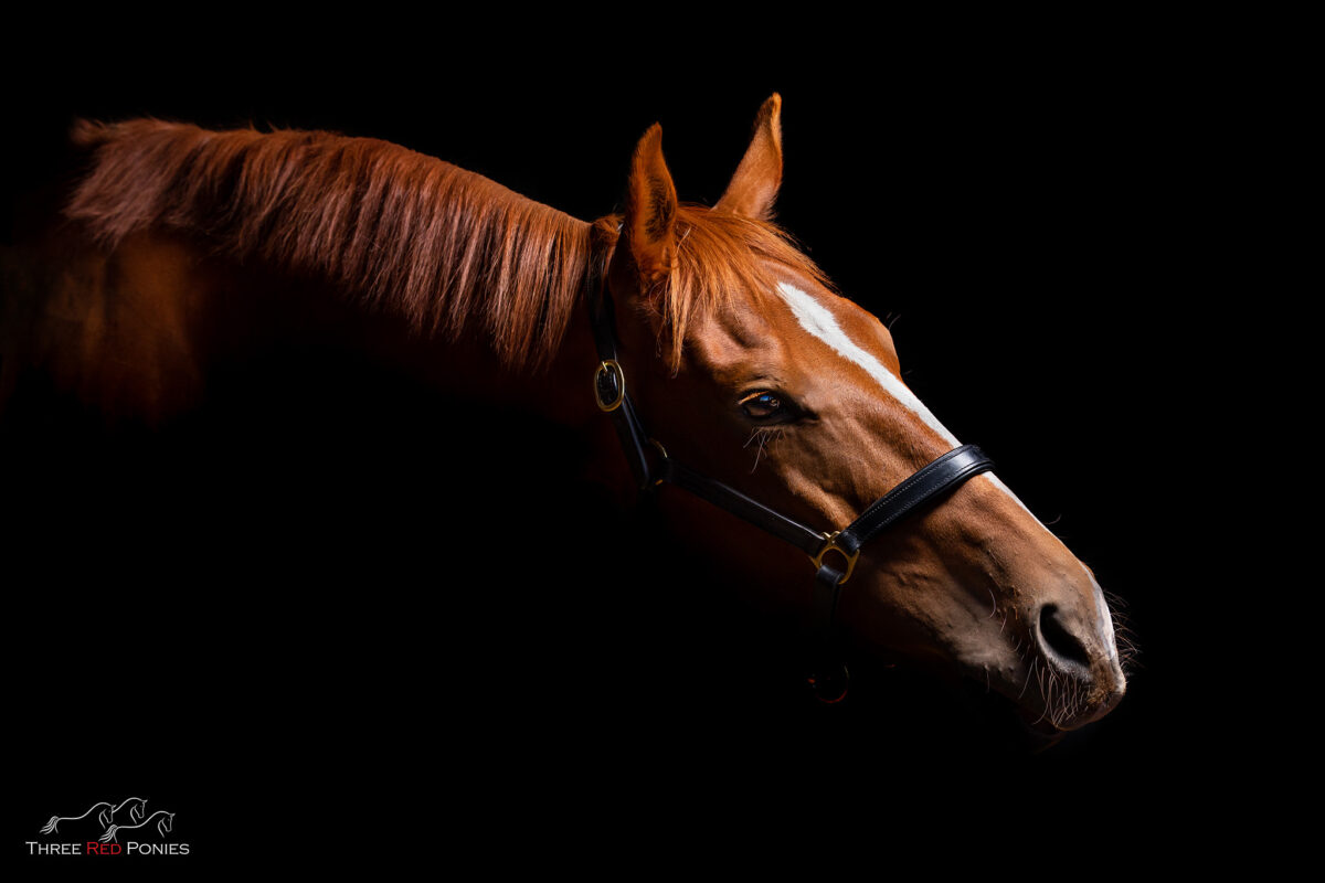 Studio Photo of Horse - horse photography