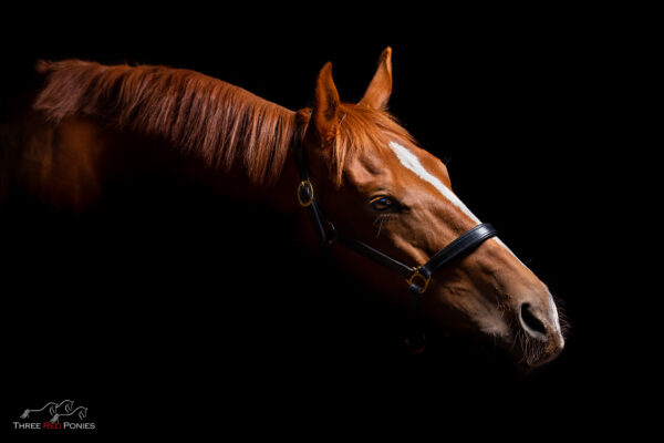 Studio Photo of Horse - horse photography