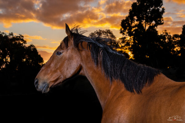 Outdoor Studio Photo of Horse - studio photography