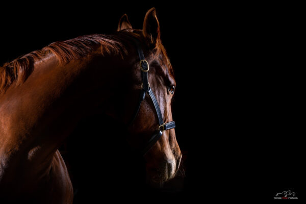 Studio Photograph of Horse - horse photography
