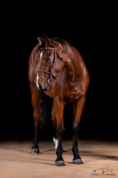 Studio horse photograph - horse photography