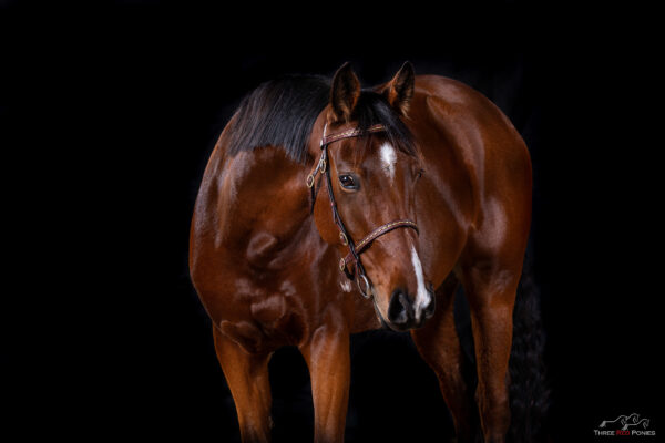 Studio Horse Photograph - horse photography