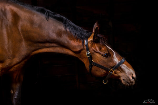 Horse studio photo - horse photography