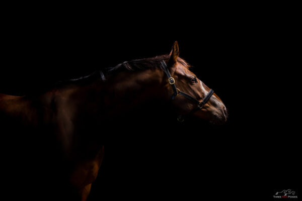 Horse studio photograph - horse photography