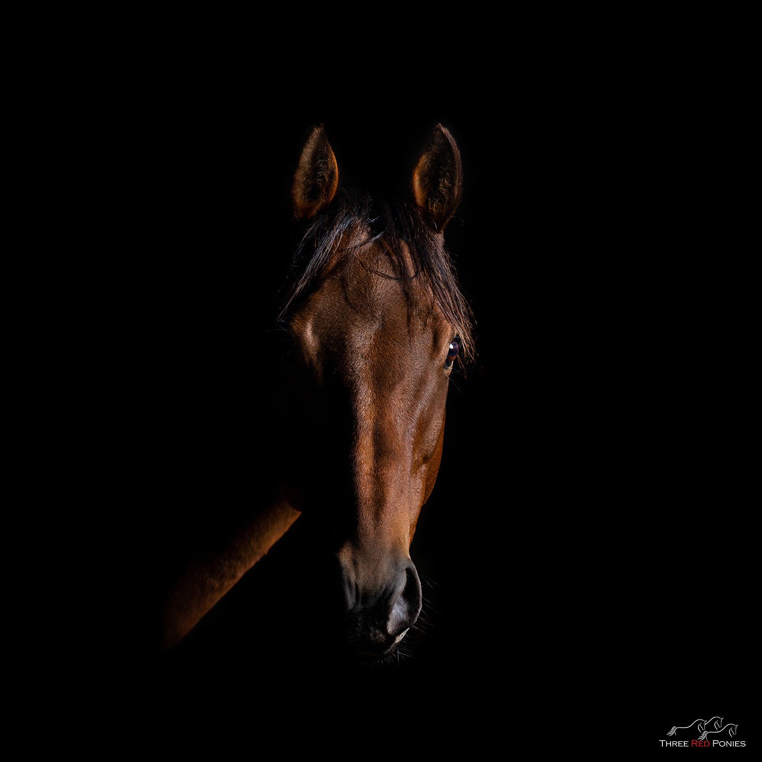 Chiarascuro Black Background Horse Portraits Three Red Ponies