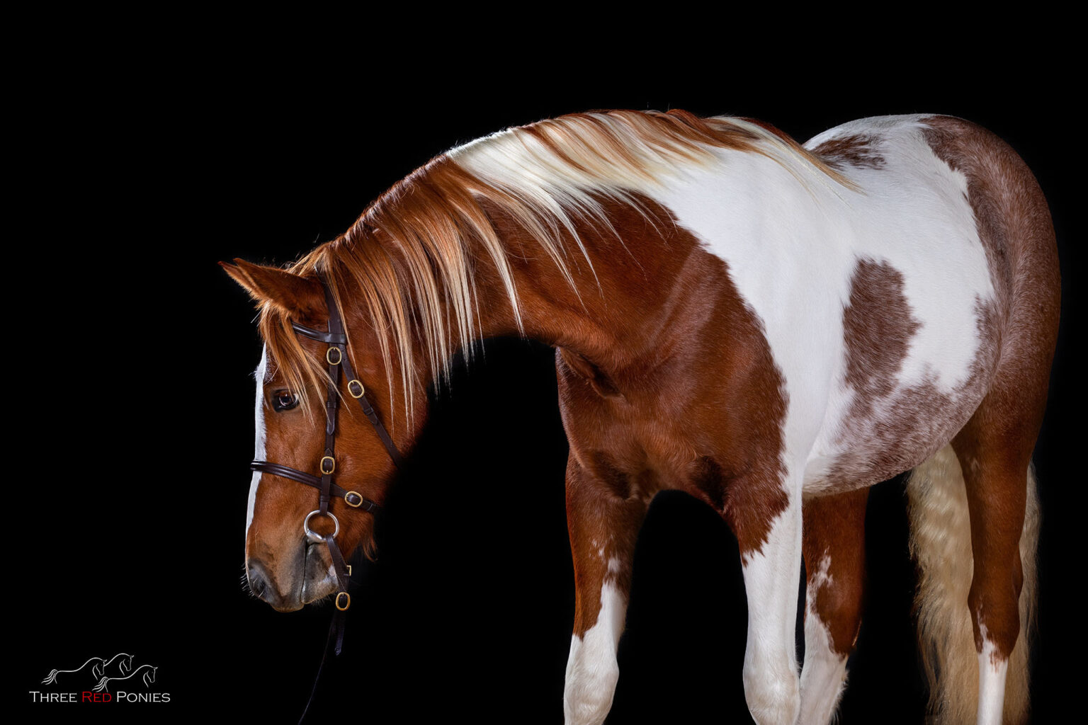 Dramatic Studio Lighting | Horse and Dog Photography - Three Red Ponies