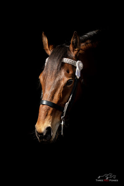 Studio horse black background photograph