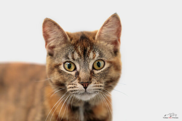 Tabby cat on white background - cat photography