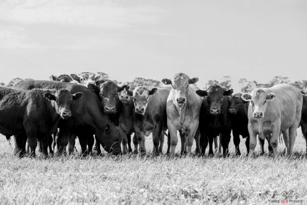 The line up of cows in a field in black and white - rural photography