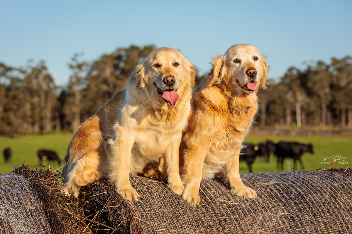 Two Golden Retriever dogs on hay roll - dog photography