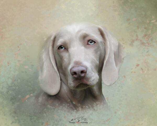 custom weimaraner dog portrait painting - custom painting
