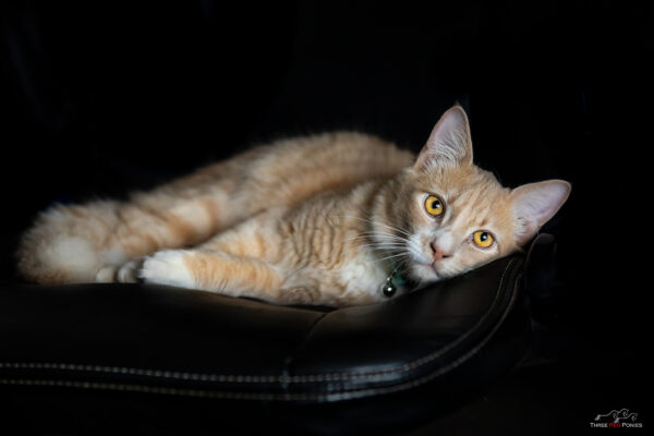 Yellow eyed cat photograph - cat studio photography