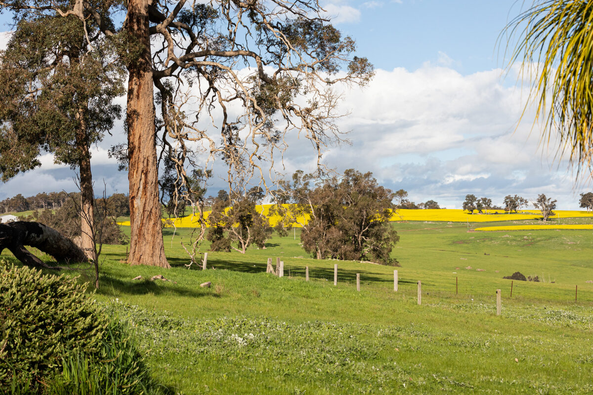 Three Red Ponies photography on farm Studio in Boyup Brook