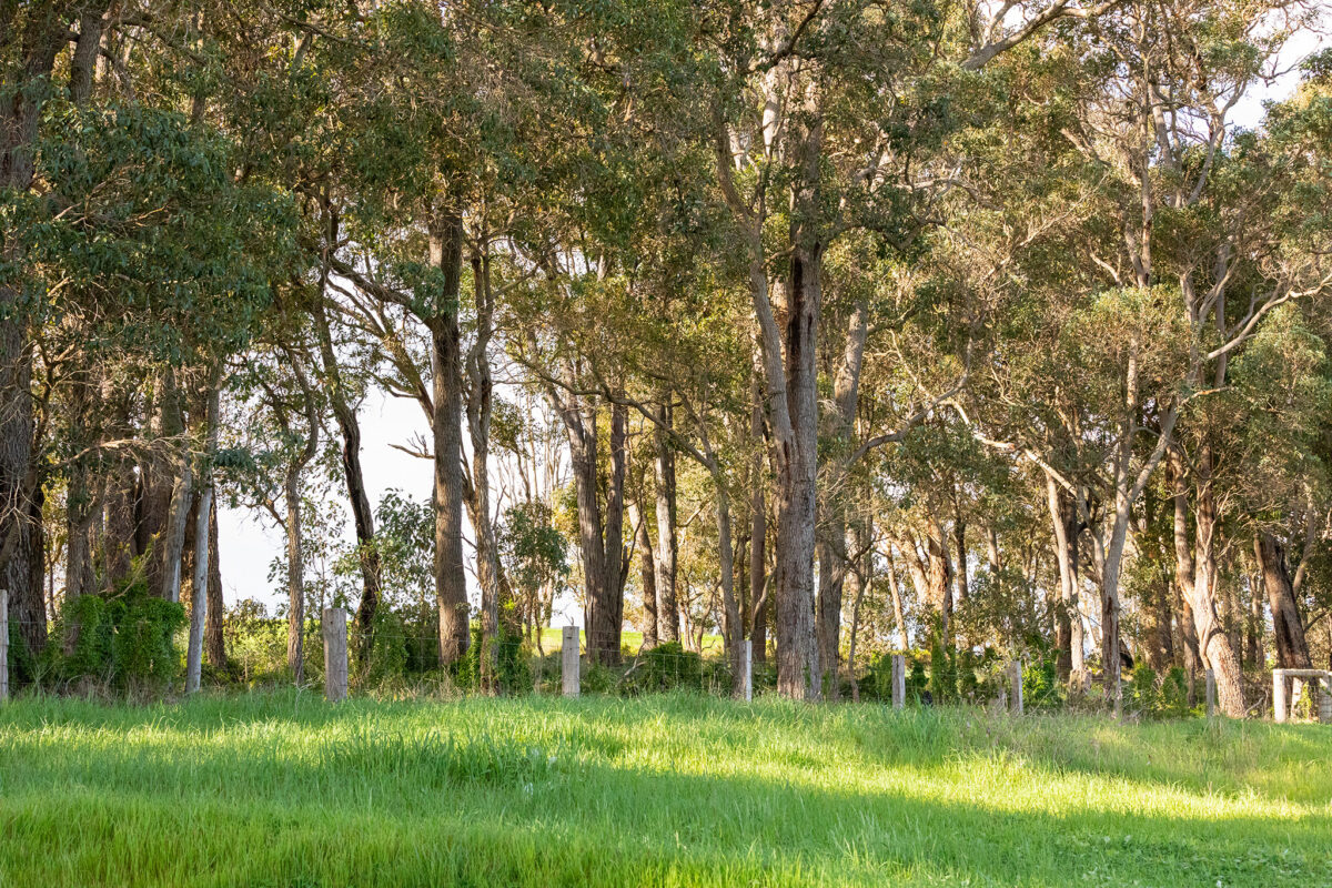 Three Red Ponies photography on farm Studio in Boyup Brook