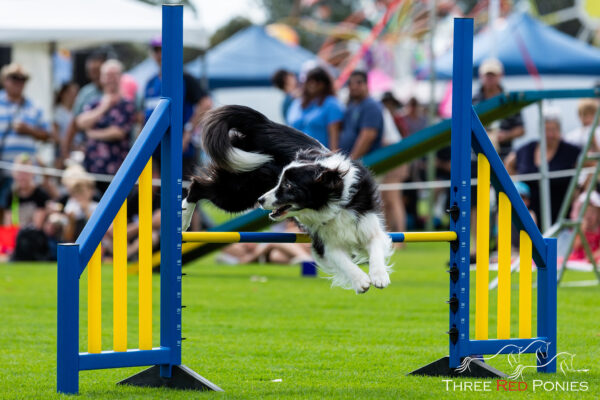 Border Collie agility dog photography Bunbury 2019