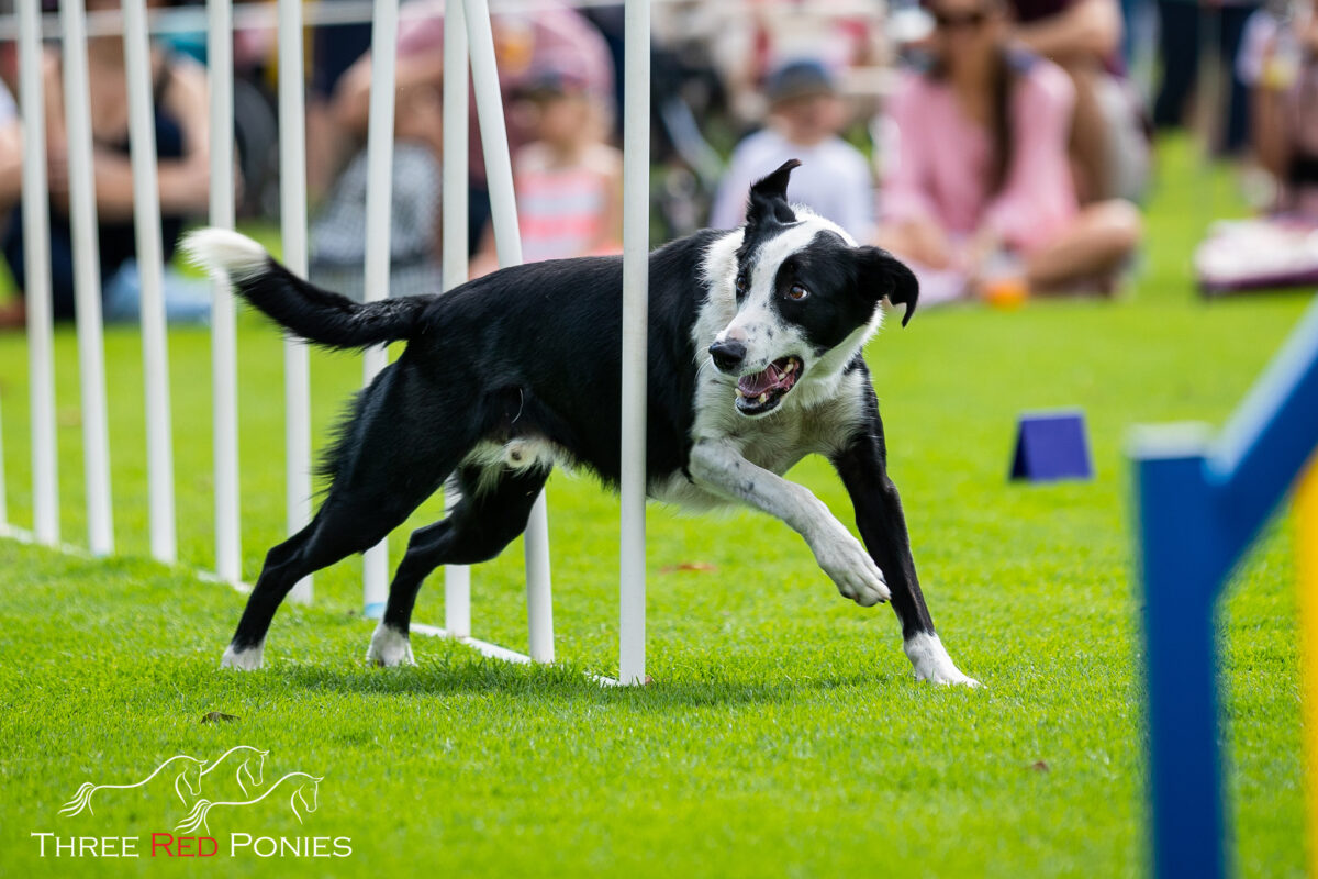 Border Collie agility dog photography Bunbury 2019