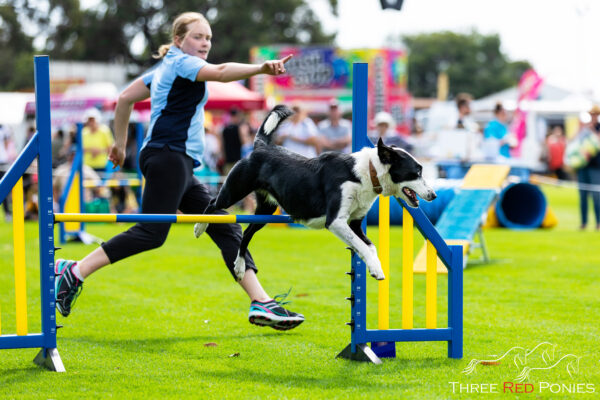 Border Collie agility dog photography Bunbury 2019
