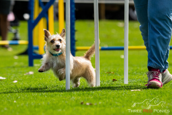 Terrier agility dog photography Bunbury