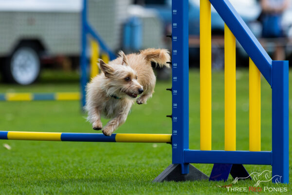 Terrier agility dog photography bunbury