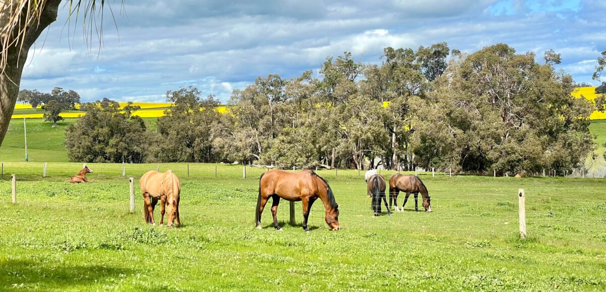 On farm photography by Three Red Ponies