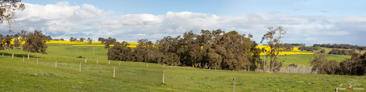 Three Red Ponies photography on farm Studio in Boyup Brook