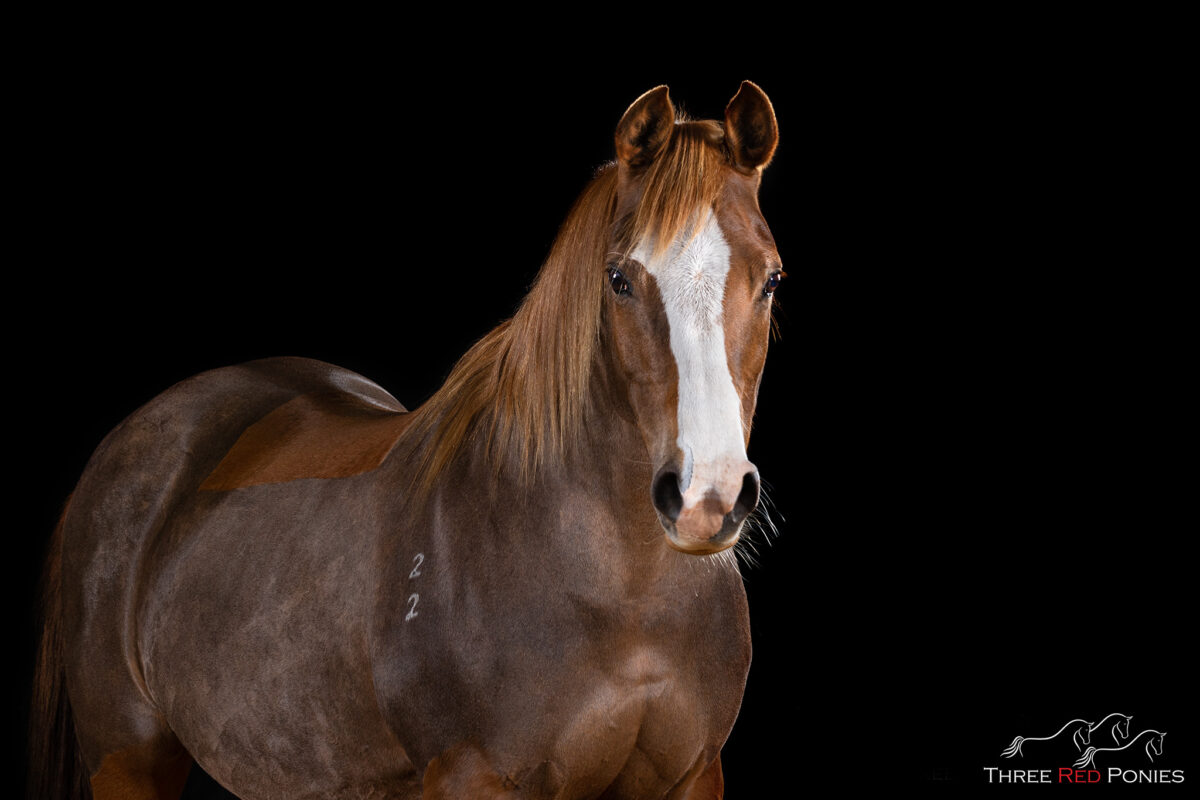 Three Red Ponies Studio Horse Photograph