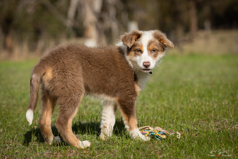 Indi puppy Border Collie photo