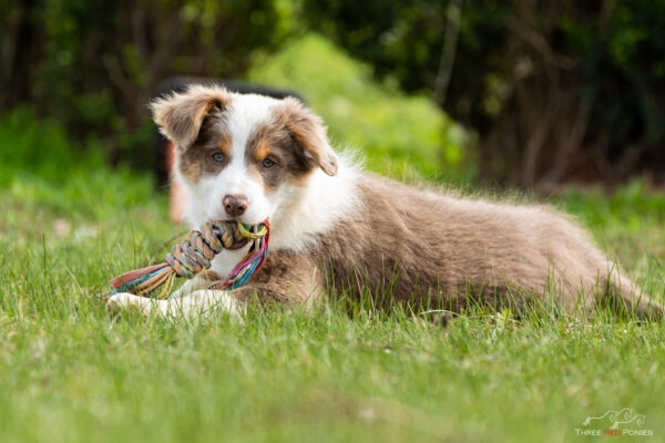 Introducing Indi - Border Collie Puppy – Three Red Ponies