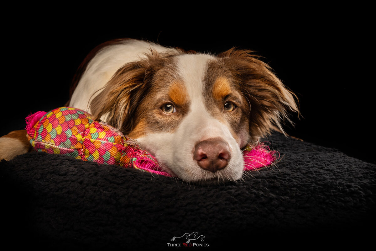 Border Collie dog Studio portrait photograph by Three Red Ponies