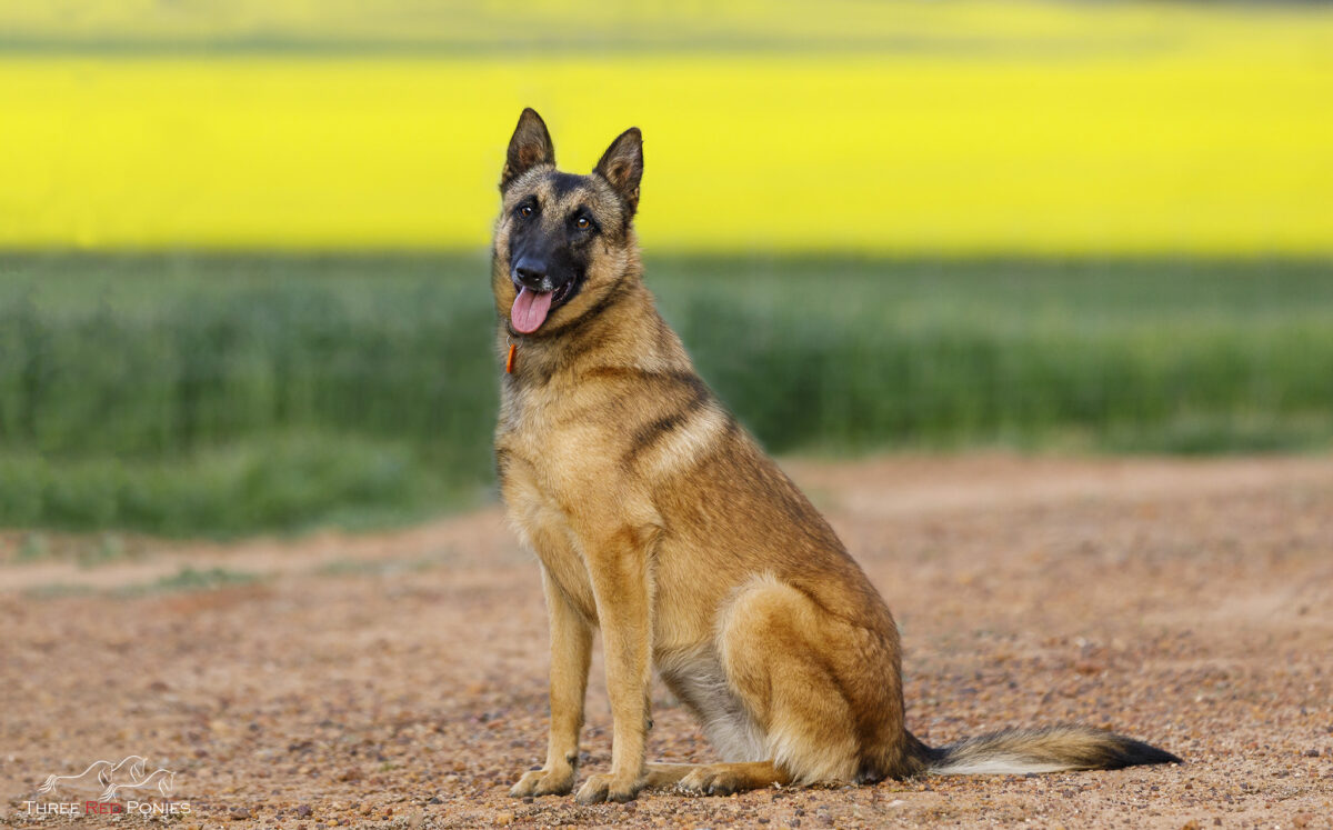Belgian Shepherd dog photograph