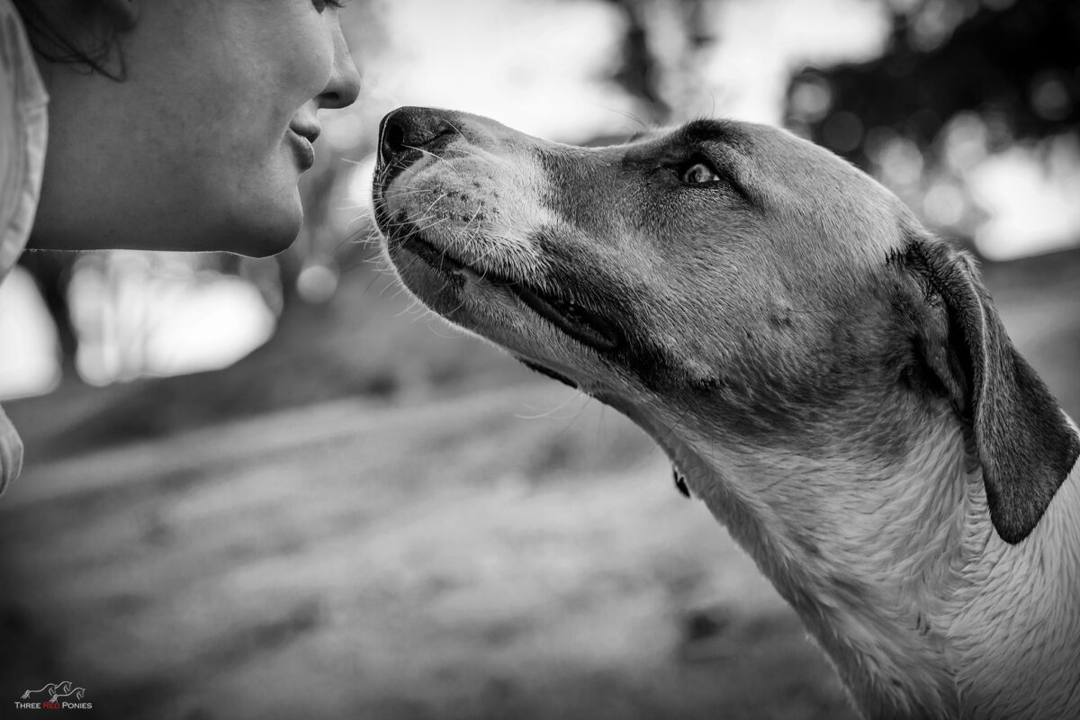 Black and white dog kissing owner photo