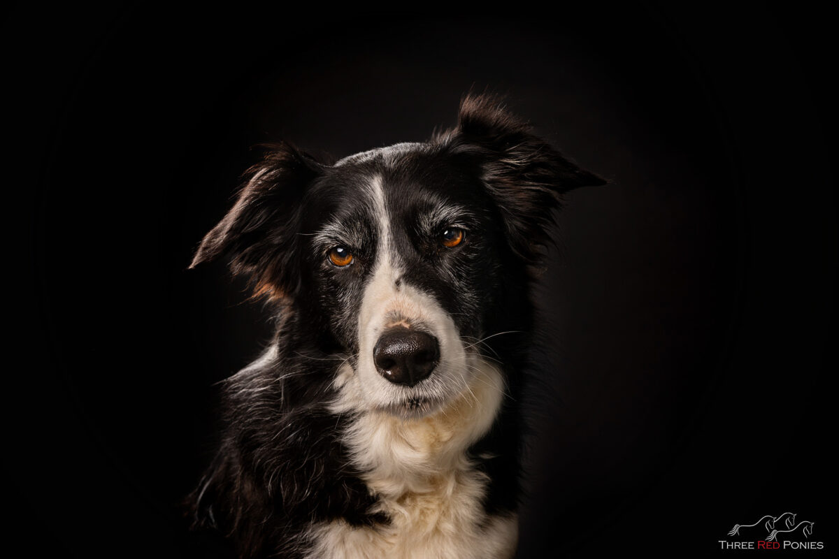 Border Collie Bolt Studio Photography