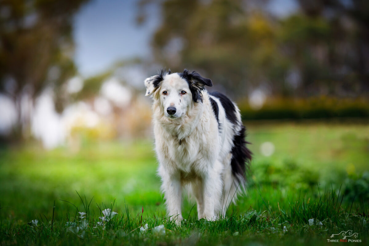 Border Collie dog in field portrait photograph by Three Red Ponies