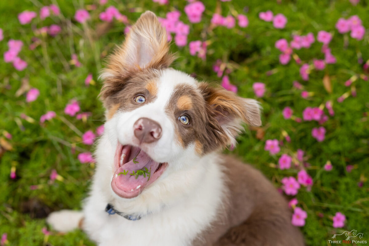 Border Collie Puppy Named Indi Fun Photo