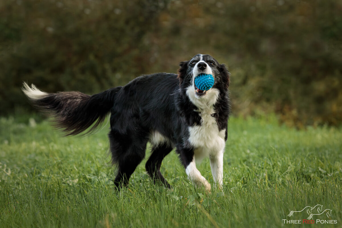 Border Collie playing ball