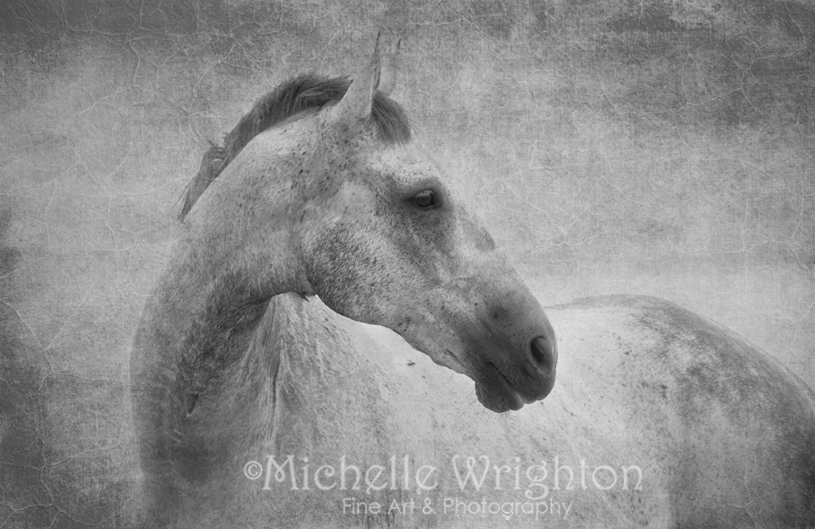 Elegant Black and White artistic photography of a beautiful grey horse
