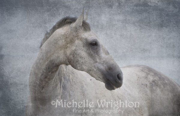 Grey Horse artistic photography, textured art print with a hint of blue