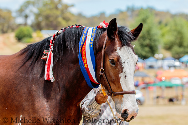 Bridgetown Agricultural Show, the winner - Horse Photography