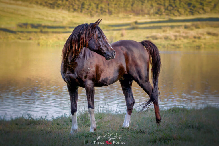 Arabian horse photo by Three Red Ponies