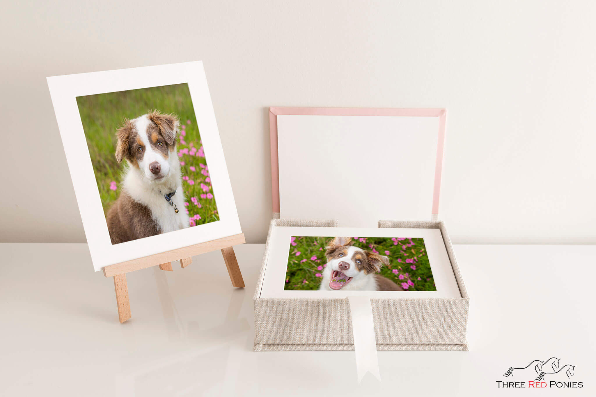 Portrait box with stand border collie photography by Three Red Ponies