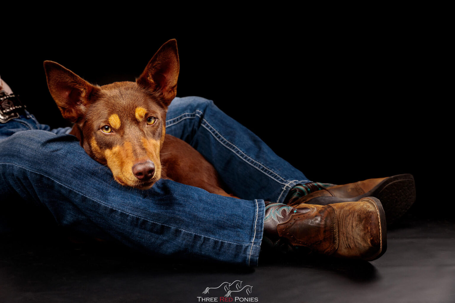 Dog Photography Studio