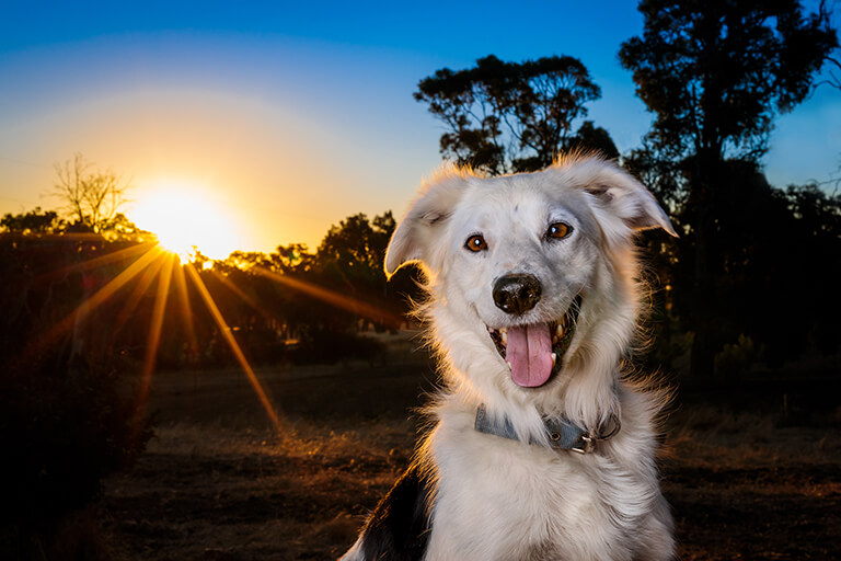 Border Collie dog photo